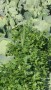 persil plat